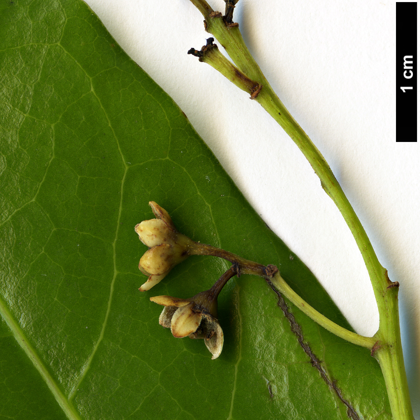 High resolution image: Family: Lauraceae - Genus: Ocotea - Taxon: foetens